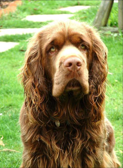 SPANIEL SUSSEX